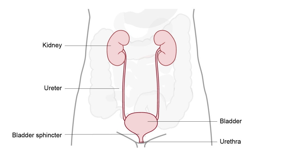 ilustração de urostomia